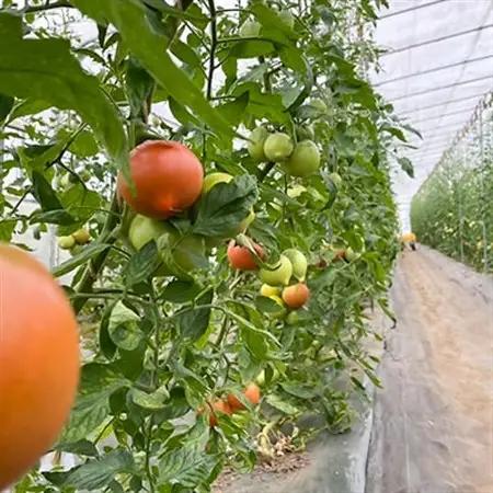 岩手県宮古市産　上山農園の無添加トマトジュース【水・砂糖・塩・保存料不使用】_飲料・ドリンク 野菜ジュース ジュース _【1567646】