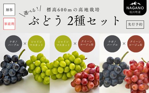 人気のぶどう２品種をセットでお届けします！