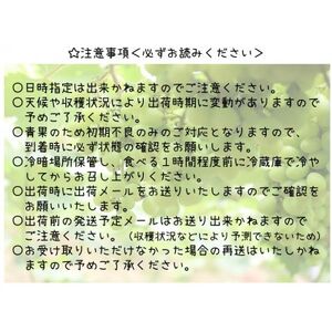 朝採れ シャインマスカット 2.5kg (3～6房) 山梨県山梨市 【2025年先行受付】数量限定【配送不可地域：離島・沖縄県】【1566263】