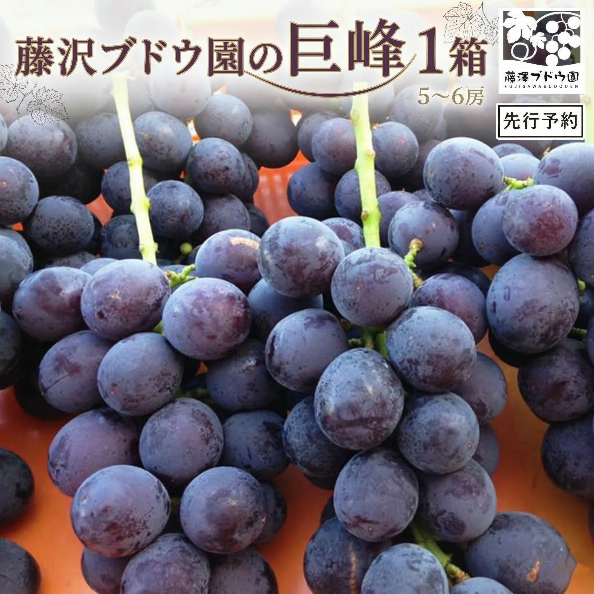 【ふるさと納税】【 藤澤ブドウ園 】 自慢 の 巨峰 約2kg 2026年産 先行予約 ぶどう 葡萄
