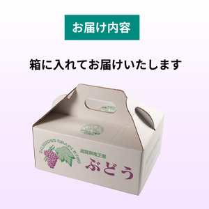 ぶどう 2房 期間限定 品種 おまかせ ぶどう ぶどう ぶどう ぶどう ぶどう