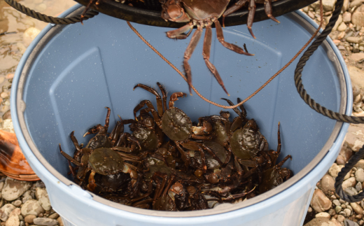 清流 四万十川 天然 モクズガニ 約1kg 濃厚な旨み 大小混合 冷凍 クール 国産 鮮度 魚介類 かに カニ 蟹 つがに ツガニ もくずがに かに汁 だし カニみそ 川ガニ 高知県 四万十市 しまん