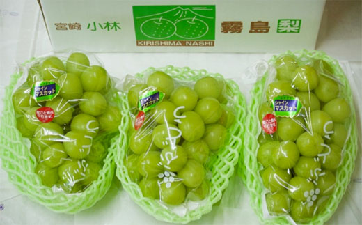 【先行受付・産直もぎたて】贅沢シャインマスカット1.8kg程度（果実 フルーツ ぶどう マスカット 2025 先行予約 人気 限定 宮崎 小林市）