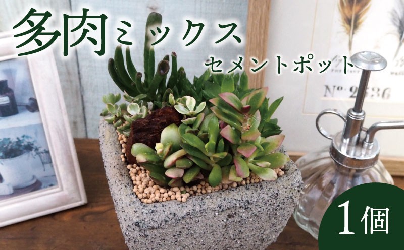 
                  多肉 ミックス セメントポット 植物 インテリア 観葉植物 多肉植物 京都府 京都 久御山町 久御山 デルムンド
                