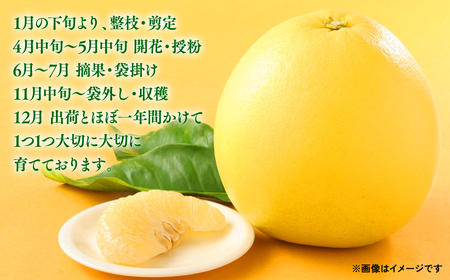 【先行予約】 八代特産 晩白柚（ばんぺいゆ）2Lサイズ(約2kg)×2玉 柑橘 果物 フルーツ 熊本県産 ばんぺいゆ フルーツ 柑橘 特産品【2024年12月上旬より順次発送】