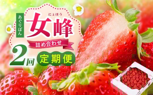あぐりぼん「女峰」詰め合わせ 2回定期便 |いちご 果物 フルーツ 定期便 女峰 希少 デザート ストロベリー 果肉 スイーツ 甘い 国産 贈り物 贈答 プレゼント グルメ 人気 おすすめ 季節 旬 旬の果物 詰め合わせ 香川県 三木町 送料無料|_mk144-t001