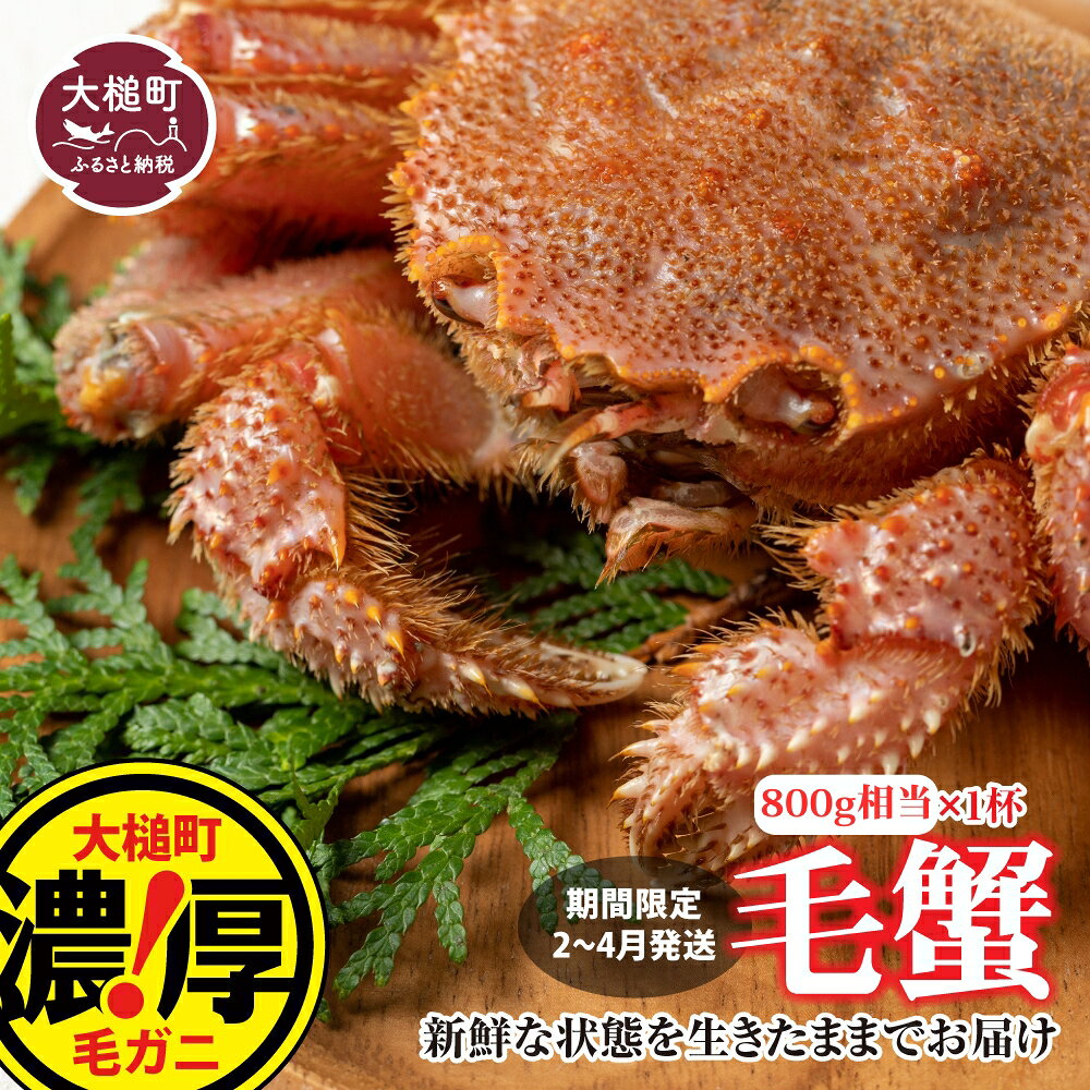 【ふるさと納税】【令和9年発送先行予約】三陸産！活毛ガニ 800g×1杯 【2027年2月～4月発送】【08】毛 ガニ 活 毛ガニ 三陸 三陸産 毛ガニ 蟹 カニ ジャンボ 海鮮 魚介 かにみそ 贅沢 海鮮 寿司 ちらし 毛蟹 毛かに 毛カニ かに ガニ がに 活ガニ 活がに 活蟹 毛蟹 濃厚