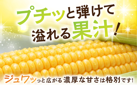 ＜先行予約＞ 朝採り当日発送！ とうもろこし イエロー系 5本～6本 イエロー バイカラー ゴールドラッシュ ドルチェドリーム 冷蔵 糖度 甘い 田原市 トウモロコシ コーン おやつ スイーツ コーン