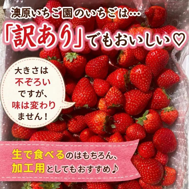 【定期便3回】訳あり 粒不揃い とちあいか 560g (280g×2P) | 栃木県 矢板市 澳原いちご農園