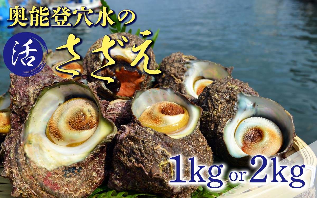 
            【容量が選べる】朝獲れ直送！ 活さざえ 約1kg・約2kg  ～穴水湾でとれた新鮮活サザエ～ | 奥能登 能登半島 取り寄せ 冷蔵 1キロ 2キロ 貝 海鮮 BBQ バーベキュー 活き 魚介類 つぼ焼き 壺焼き 新鮮 魚介
          