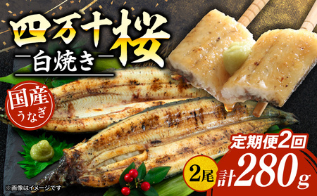 【贈答用】【2回定期便】極上国産うなぎ四万十桜 白焼き約140g×2尾 | うなぎ 鰻 ウナギ 白焼き 定期便 国産 四万十鰻 ウナギ 蒲焼き 調理済み タレ付き 頒布会 ギフト（お歳暮/お正月）高級 お取り寄せ グルメ 食べ比べ 冷凍