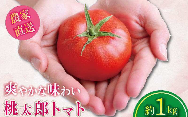 【2026年1月発送】 トマト 1kg 桃太郎 先行予約  甘い 野菜 やさい 国産 産地直送 数量限定 旬 桃太郎トマト 生野菜 新鮮 ソース 調味料 ケチャップ サラダ 美容 新鮮 健康 お取り寄せ グルメ おすすめ 人気 徳島県 小松島市