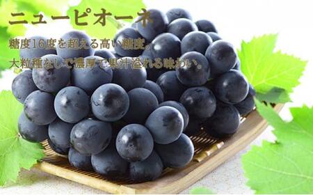 ぶどう 2024年 先行予約  ニュー ピオーネ 1房 約500g シャイン マスカット 晴王 1房 約500g（2Lサイズ）詰め合わせ 岡山県産 国産 フルーツ 果物 ギフト[No.5220-094