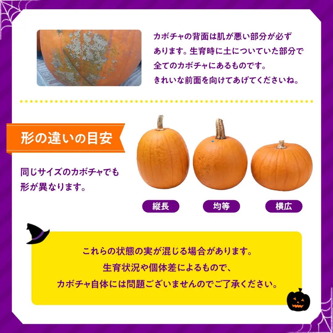 ハロウィンかぼちゃ バラエティセット 約5kg (CG002)