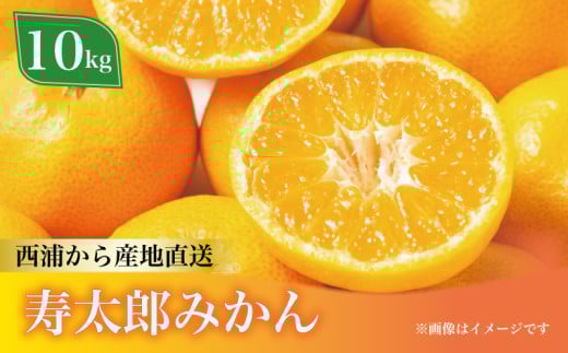 寿太郎 みかん 約10kg 西浦 柑橘 本格 貯蔵 熟成 ( 数量限定 みかん 果物 フルーツ 柑橘 国産 静岡 沼津 )