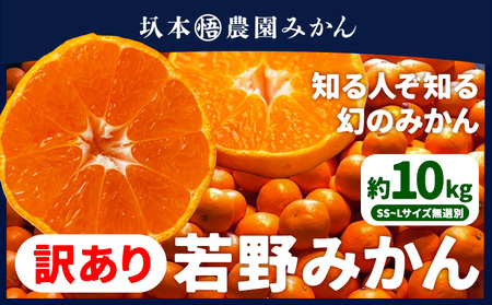 訳あり 若野みかん 約10kg 圦本悟農園 みかん