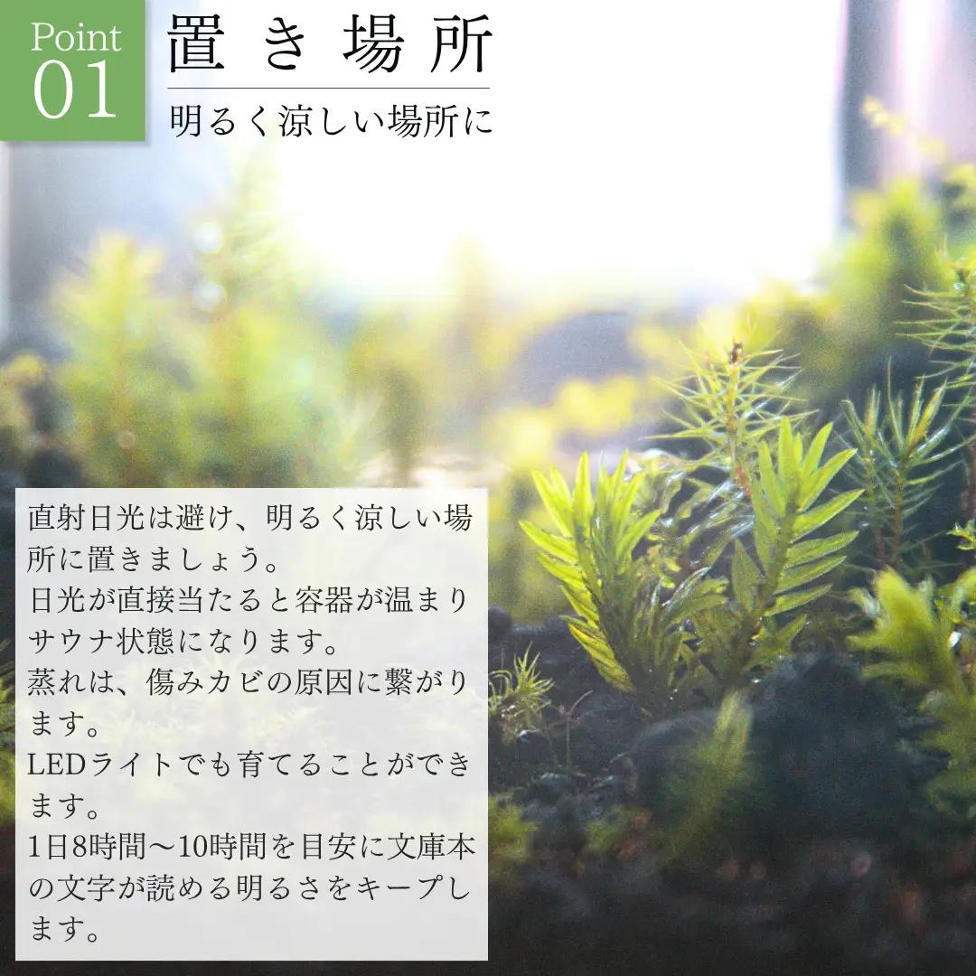 テラリウム 14cm スフィア（苔5種類） 苔リウム 苔テラリウム