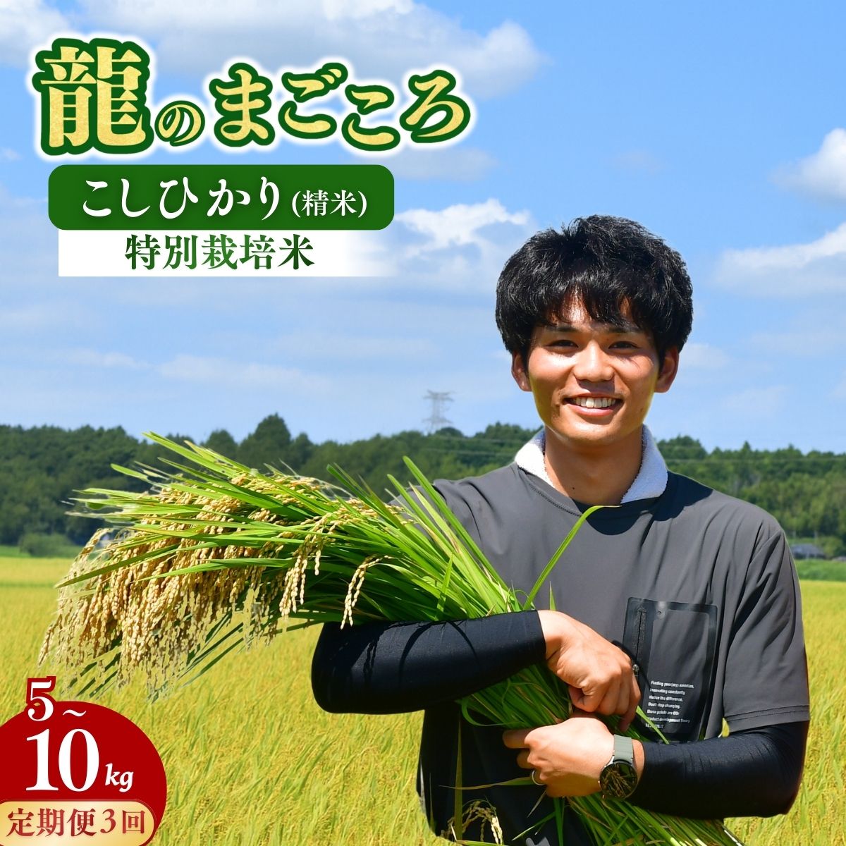 【ふるさと納税】＜3ヵ月定期便＞【令和7年産】龍ケ崎のこだわり 特別栽培米 コシヒカリ 選べる5～10kg(5kg×2袋) | こしひかり お米 米 こめ 白米 精米 冷めてもおいしい 美味しい こだわり おにぎり 茨城県 龍ケ崎市産