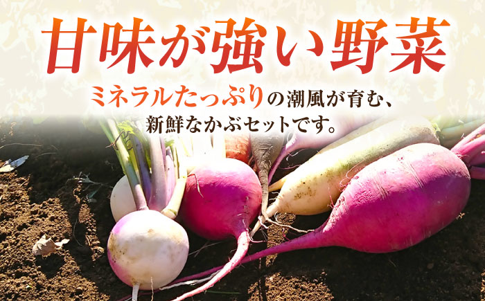 【先行予約】葉付き　かぶ 10玉（9月～6月）【鈴也ファーム】 [AKCE016]