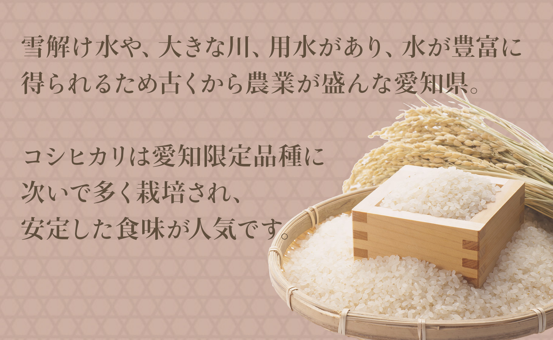 【精米】6回定期便 愛知県産コシヒカリ 100kg（5kg×20袋） 安心安全なヤマトライス 米 白米 国産 精米 大容量 5キロ　H074-624