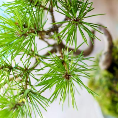 ふるさと納税 酒田市 禅スタイルシリーズ　苔玉　「酒田の黒松」 |  | 03