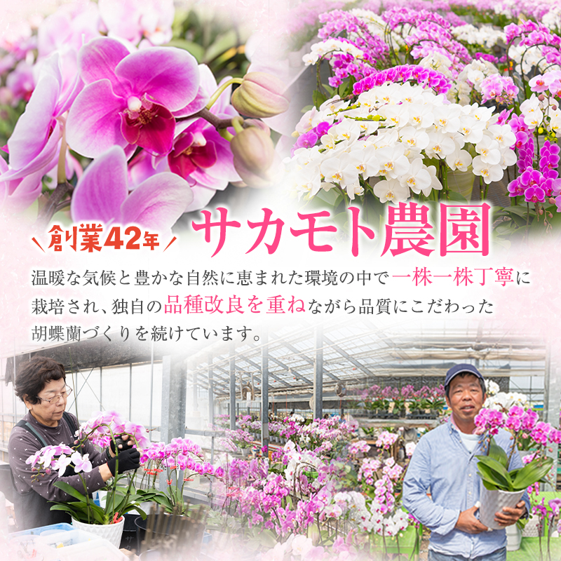 ＜選べる花色＞母の日 ギフト サカモト農園の胡蝶蘭 1鉢（ピンク or 白） メッセージカード付 説明書付き 贈答向け 期間限定 お祝い ※北海道、沖縄県等の離島への発送不可【C470】_イメージ3
