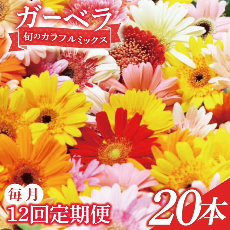 【ふるさと納税】【12ヶ月定期便】旬の水戸市常澄のガーベラ カラフルミックス20本【ガーベラ 産直 サプライズ フラワーアレンジ 花 お花 贈り物 誕生日 母の日 彼女にプレゼント 水戸市 茨城県】（DR-31）