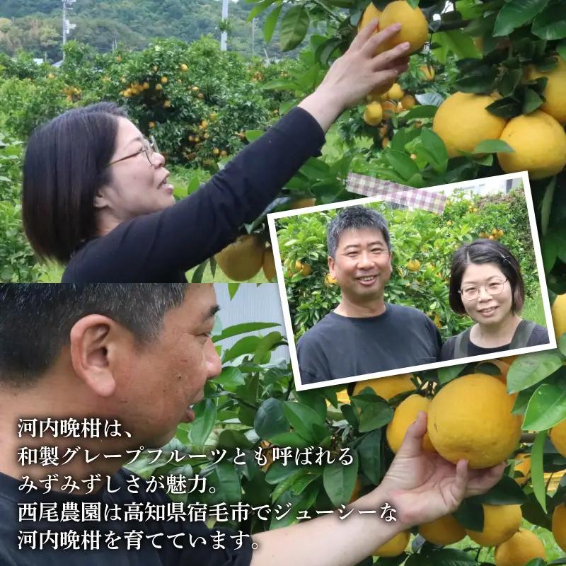 河内晩柑 5kg 家庭用 訳あり 西尾農園の晩柑 晩柑
