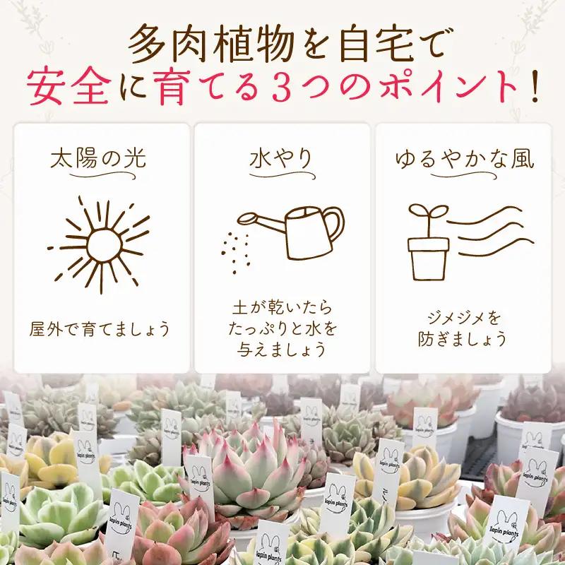 多肉植物【雅】らぱんぷらんつ 初心者さんおすすめ厳選4種 土付き苗 多肉