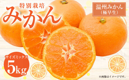 【先行受付】 特別栽培みかん（極早生） 5kg サイズミックス 極早生みかん 温州みかん みかん ミカン 蜜柑 フルーツ 柑橘 果物 果実 熊本県 上天草市【2025年9月下旬から10月下旬発送開始】