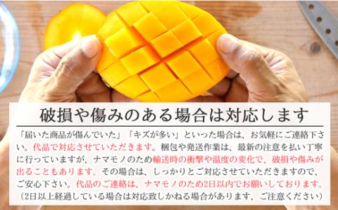 【先行受付】訳あり 沖縄マンゴー（石垣島産）2kg ときわマンゴー農園【2024年7月～8月中旬に順次発送予定】TK-2-1