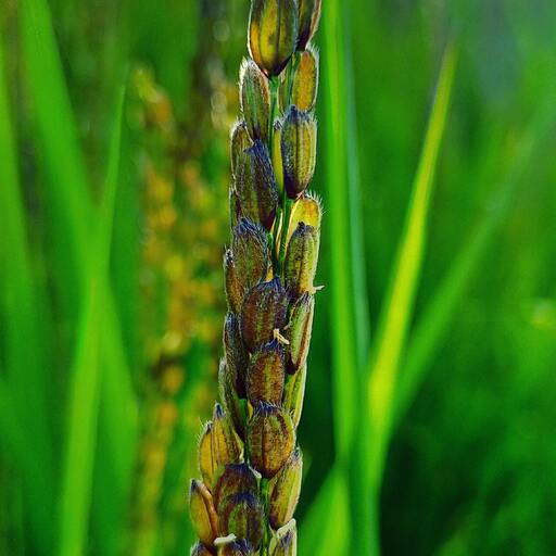 江戸時代 加賀藩在来もち米 [黒糯（くろもち）] の丸餅 2袋