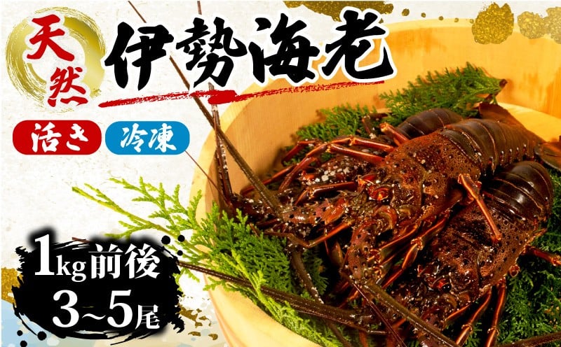 
            伊勢海老  約 1kg 3尾 ～ 5尾 海老 えび エビ いせえび 活き 志摩 天然 刺身 BBQ バーベキュー 味噌汁 海鮮 魚介 新鮮 のし 熨斗 三重県 伊勢志摩 伊勢 志摩 みえ いせしま いせ しま 期間限定 旬 今が旬
          