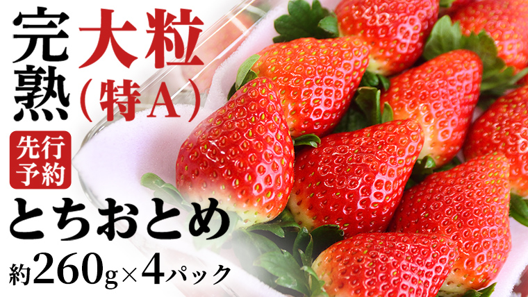 【 2026年1月上旬発送開始 】完熟 とちおとめ 260g×4パック 国産 いちご イチゴ 苺 果物 フルーツ [BC006sa]