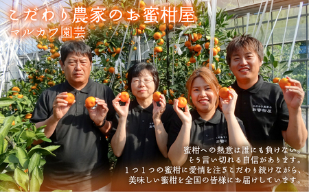≪先行予約≫ 大トロみかん『木熟せとか』レギュラー箱　厳選プレミアム　4.2Kg