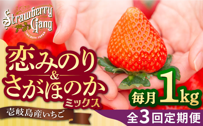 【全3回定期便】《2025年2月3月4月お届け》 いちご イチゴ 1kg （250g×4パック）恋みのり・さがほのかミックス 壱岐島産 【Strawberry Gang】 [JEM002] 苺 いちご イチゴ 果物 フルーツ 定期便 食べ比べ ケーキ ジュース スムージー 42000 42000円