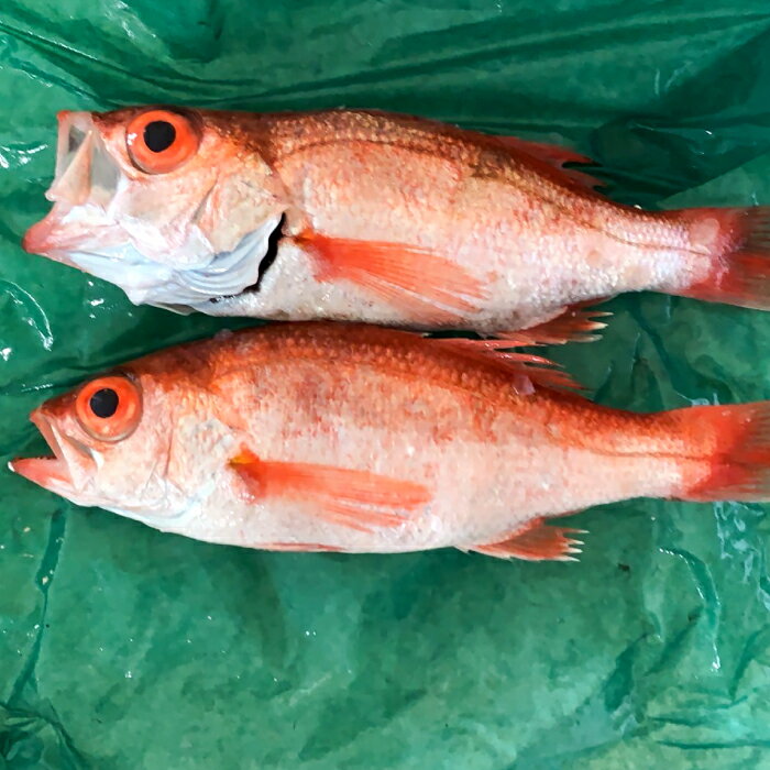 【ふるさと納税】のどぐろ あかむつ ノドグロ 2尾 300～350g 魚 さかな 旬 国産 高級魚 地魚 水揚げ直後 新鮮 冷蔵 ノンフローズン お取り寄せ 季節限定 大田市