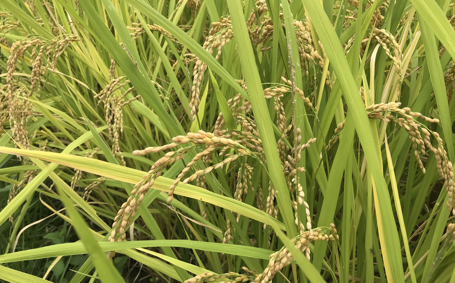 M-AG26.先行予約販売【深い甘味が特徴的】令和6年度産　桜井市粟原産ヒノヒカリ 10kg