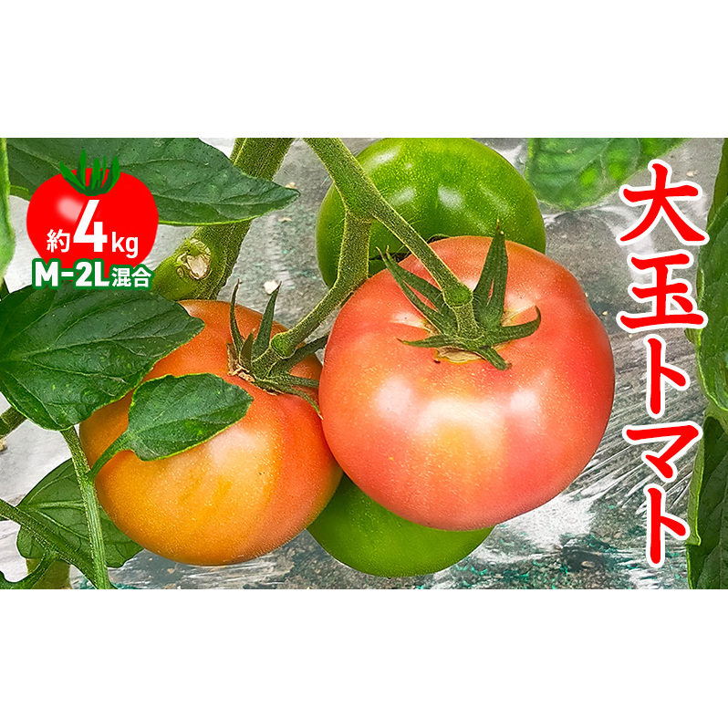 ◆2025年7月から順次出荷◆ farmユメソラ 大玉 トマト 約4kg