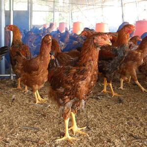 福島ブランド鶏 川俣シャモ くんせい詰め合わせ 約3～4人前  FAF-0089