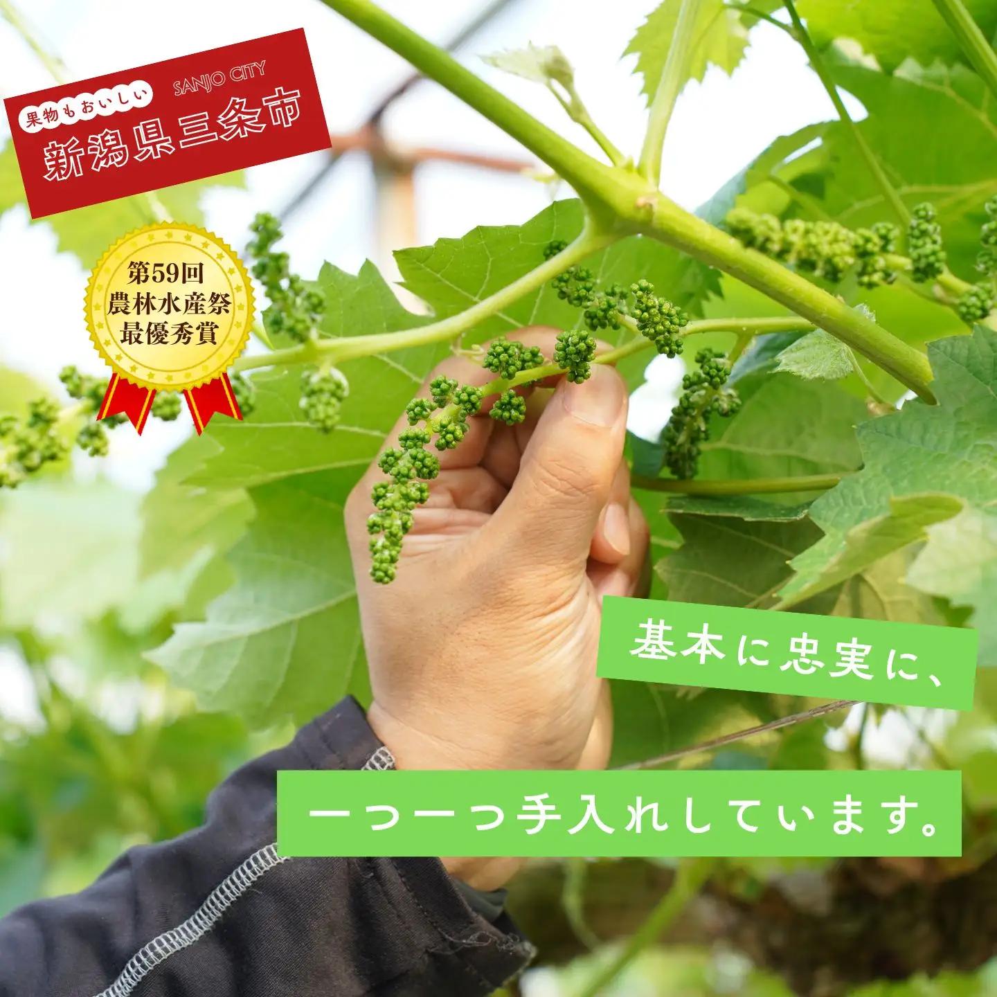 ＊先行予約＊　シャインマスカット 小房詰め合わせパック 約600g×3 約1.8kg [2026年発送分] 令和8年 シャインマスカット 新潟県三条市 果物 こひなた果樹園]