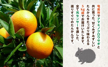 【 2027年度 先行予約 】たんかん 5kg A021-027 期間 数量 限定 タンカン 甘い 糖度12度前後 みずみずしい 果汁たっぷり 柑橘 旬 冬 果物 フルーツ サイズ おまかせ 奄美大島