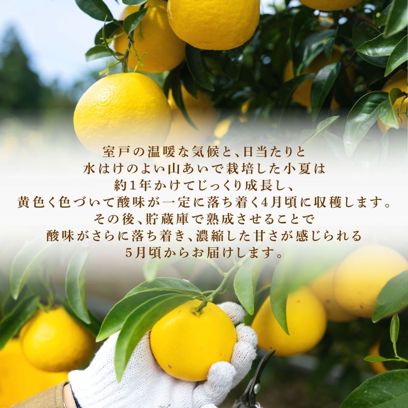 【2026年5月より発送】 熟成 露地小夏 5kg | 柑橘 フルーツ 果物 期間限定 旬の果物 ご家庭用 生産者 農家 直送 高知県 室戸市