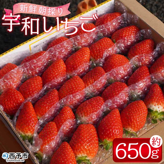 ＜農家厳選 新鮮朝採り 宇和いちご 1箱（約650g）＞イチゴ 苺 果物 フルーツ くだもの ストロベリー かおりの かおり野 直送 かんちゃん農園 愛媛県 西予市【冷蔵】『2026年2月下旬から5月末迄に順次出荷予定』