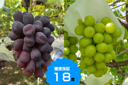 【糖度18度保証付】富士の輝・シャインマスカット食べ比べ 合計約2.1kg 2～5房 FN-Limited 104-020-FN | 【数量限定】旬の美味しいフルーツだけをお届けします【ルッチ Ruc