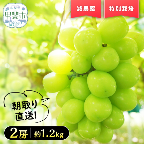 【2026年発送】『特別栽培』自然塾夏 シャインマスカット 約1.2kg 減農薬 先行予約 先行 予約 山梨県産 国産 産地直送 人気 おすすめ 贈答 ギフト お取り寄せ フルーツ 果物 くだもの ぶどう ブドウ 葡萄 新鮮 甘い 皮ごと BM-1