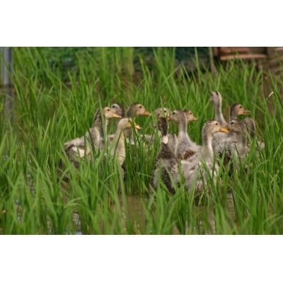 ふるさと納税 山鹿市 令和6年産菊鹿の米アイガモ農法米　白米2kg×2 |  | 02