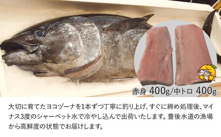 豊後まぐろ ヨコヅーナ 赤身400ｇ 中トロ400g 鮪 マグロ 海鮮丼 刺し身 盛り合わせ 冷凍 魚の刺身 大分県産 九州産 津久見市 国産【tsu0003010】