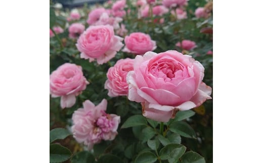 【Apple Roses】バラ苗『ピクニック・マーチ』大苗6号ポット植え[52210936]