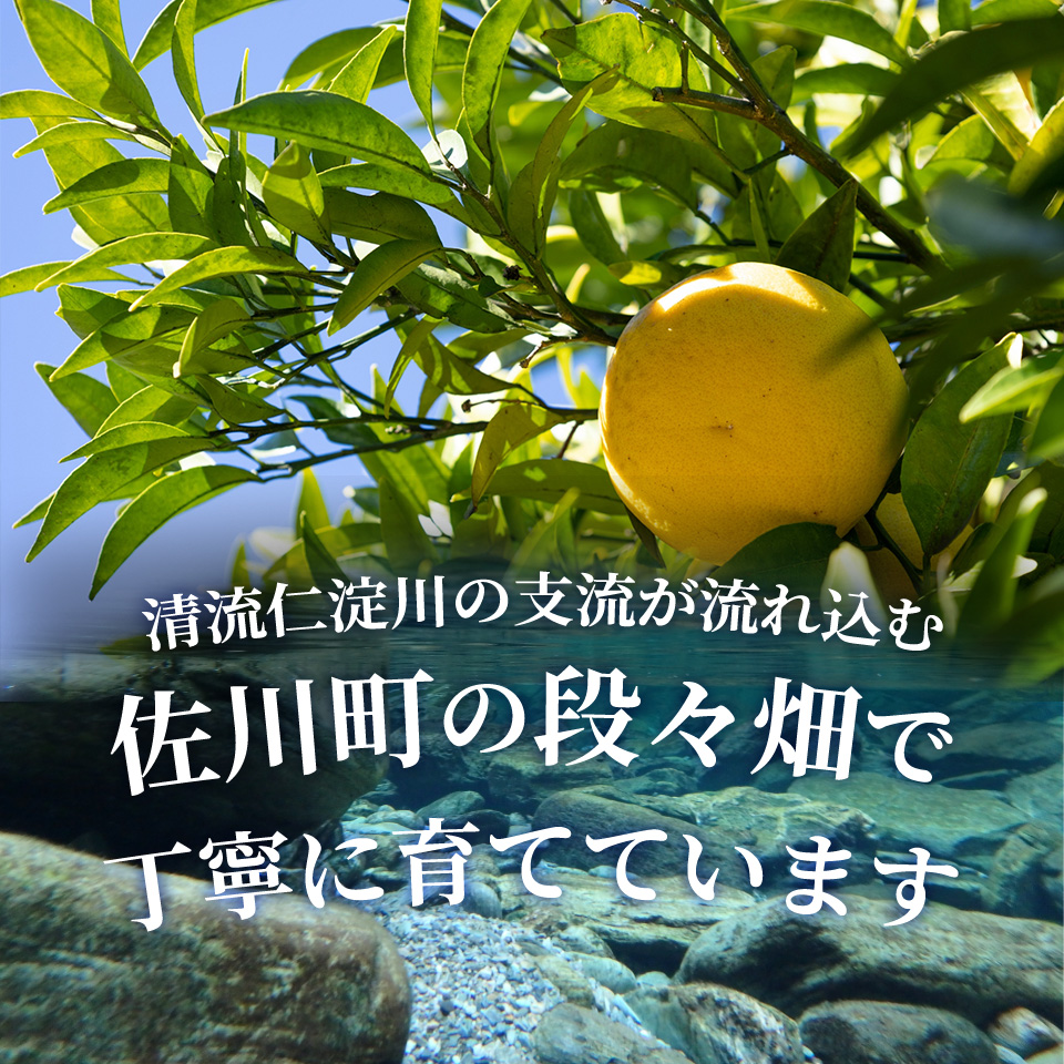 ＜2027年2月～3月ごろ発送予定＞土佐文旦 【5kg】 サイズ混合 果実 果物 柑橘 フルーツ